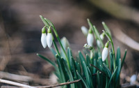 Подснежники в феврале: весна идет!, Фото: 46