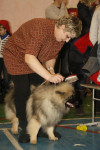 В Туле прошла всероссийская выставка собак, Фото: 26