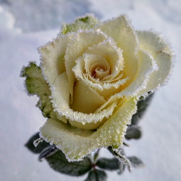 Роза. Снег. Морозы