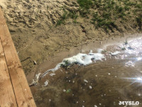 В Черепетском водохранилище массово погибла рыба, Фото: 5
