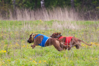 В Туле состоялись собачьи бега, Фото: 33