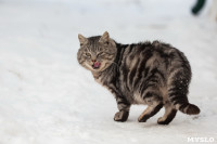 Тульские котики, Фото: 7