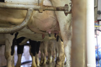 Конкурс профессионального мастерства среди операторов машинного доения коров, Фото: 33