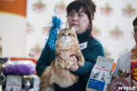 В Туле прошла выставка «Пряничные кошки» , Фото: 55