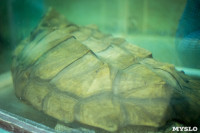 Черепахи в экзотариуме, Фото: 25