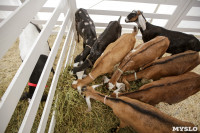 Выставка коз в Туле, Фото: 19