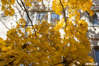 Золотая осень в Туле-2019, Фото: 57