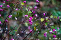 В Туле царит цветущий ноябрь, Фото: 31