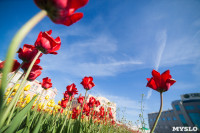 Тюльпаны в Туле, Фото: 1