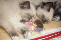 В Туле прошла выставка «Пряничные кошки» , Фото: 46