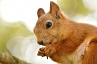 Фотографии дикой природы Даниила Маликова., Фото: 8