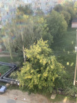 Деревья на ул. Братьев Жабровых, Фото: 3
