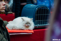 Выставка "Пряничные кошки" в ТРЦ "Макси", Фото: 33