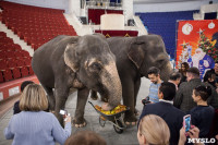 Тульский цирк анонсировал Шоу слонов, Фото: 14