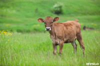 Коровы, свиньи и горы навоза в деревне Кукуй: Роспотреб требует запрета деятельности токсичной фермы, Фото: 14