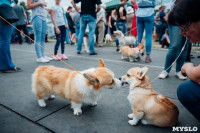 Всероссийская выставка собак в Туле, Фото: 52