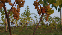 Виноград с южных склонов Дубны: как работает необычная семейная ферма в Тульской области, Фото: 49
