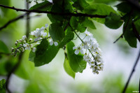 Аномальное цветение апреля: в Туле уже распустилась черемуха, Фото: 1