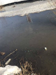 В Туле по соседству с Ледовым дворцом загрязняют реку Рогожня, Фото: 1