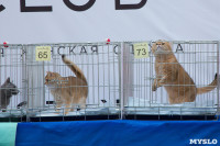 Выставка кошек в Туле, Фото: 43