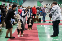 Выставка собак в Туле, Фото: 229
