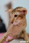 Выставка кошек в Туле, Фото: 74