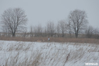 Гонки на собачьих упряжках «Большой тур» на Куликовом поле, Фото: 33