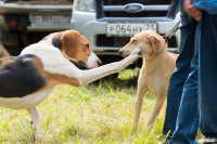 Выставка охотничьих собак в Туле, Фото: 17