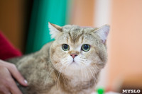 В Туле прошла выставка «Пряничные кошки» , Фото: 97
