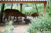 Семейство оленей в зооуголке, Фото: 3