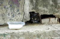 Тульские коты и кошки , Фото: 5