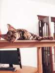 Тульские коты, которых достали хозяева на самоизоляции, Фото: 26