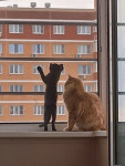 Коты наших подписчиков, Фото: 56