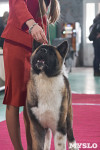 Выставка собак в Туле 26.01, Фото: 47