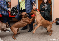 Выставки собак в ДК "Косогорец", Фото: 51