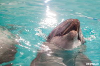 Дельфины, Фото: 8