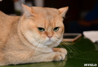 Выставка кошек в Искре, Фото: 72