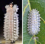 Noir Kei Ninomiya и гусеница Jewel Caterpillar, Фото: 6