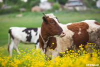Коровы, свиньи и горы навоза в деревне Кукуй: Роспотреб требует запрета деятельности токсичной фермы, Фото: 9