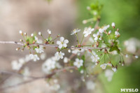 Весна в Туле, Фото: 10