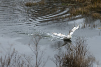 Операция «Ангельские крылья»: тульские водолазы и жители спасли лебедя, Фото: 28