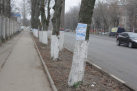 Обклейка деревьев рекламой, Фото: 3