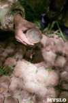 В лесу под Тулой поисковики нашли тайник с гранатами, Фото: 20