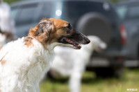 Выставка охотничьих собак в Туле, Фото: 68