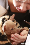 В Туле прошла Всероссийская выставка собак всех пород, Фото: 38