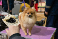 В Туле прошла выставка собак всех пород, Фото: 46