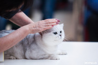 Международная выставка кошек в ТРЦ "Макси", Фото: 94