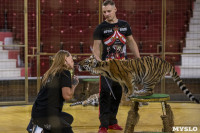 Фитнес для тигрят: как воспитываются будущие звезды цирка?, Фото: 31
