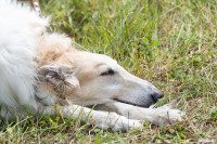 Выставка охотничьих собак в Туле, Фото: 97