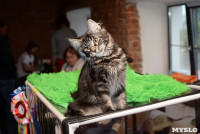 Выставка кошек в Искре, Фото: 17